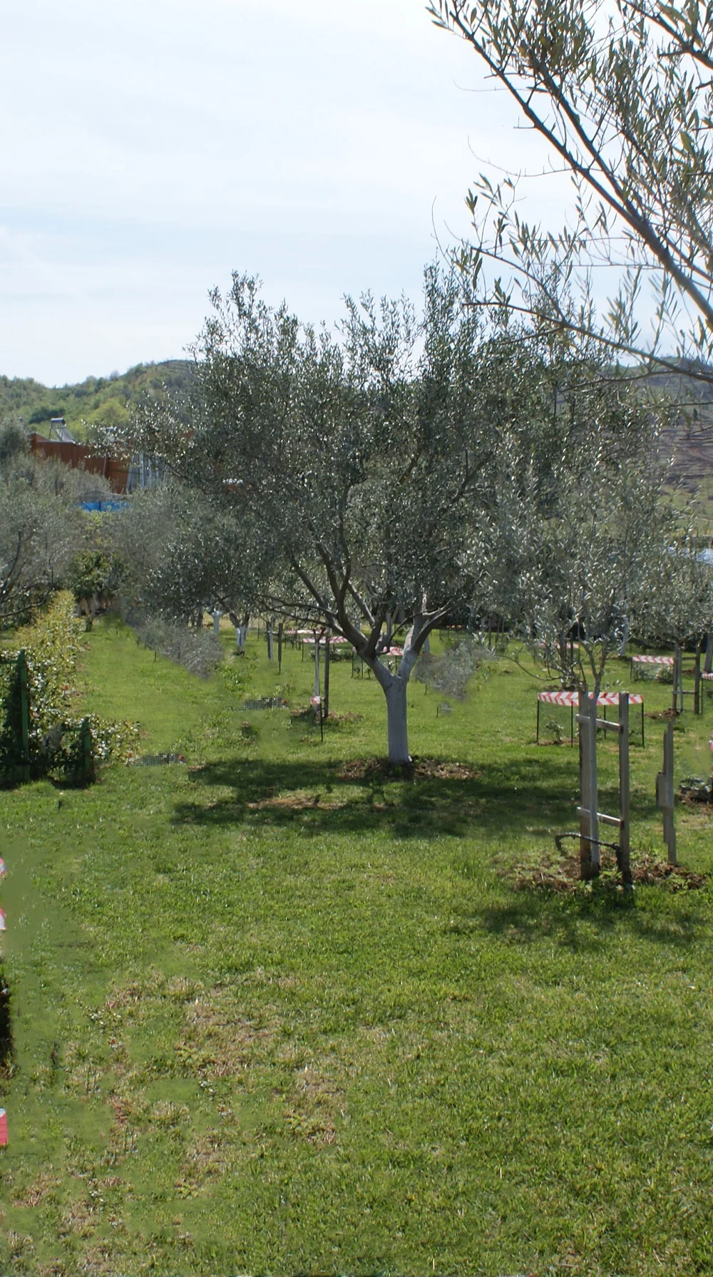 M&euml; af&euml;r tok&euml;s.